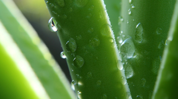Planta de aloe vera