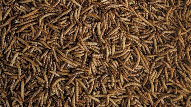 Gusanos de la harina, la especie que producirá Tebrio en su nueva planta