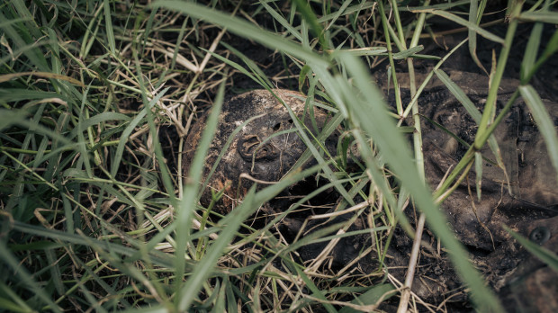 EDITORS NOTE: Graphic content / A corpse of an alleged 'Maïmaï' combattant lies in the grass in Kishishe, eastern Democratic Republic of Congo, on April 5, 2023. - In late November 2022, according to UN reports, M23 (March 23 Movement) fighters massacred at least 170 civilians in Kishishe in a retaliation attack after being ambushed by a local armed group. For a year, the fighters of the M23 - "Movement of March 23", a predominantly Tutsi armed group - have been advancing in Congolese territory, taking control of main roads, seizing towns and border posts. The capture of Kishishe is also part of a fight by the M23 against the FDLR (Democratic Forces for the Liberation of Rwanda), a mainly Hutu armed group founded by former leaders of the genocide in Rwanda, exiled in the DRC. The latter have for years installed one of their bastions in the immediate vicinity of the village. (Photo by ALEXIS HUGUET / AFP)