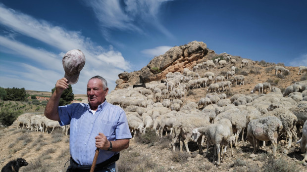 El pastor José Manuel García con sus ovejas en el campo de Belchite, Zaragoza
