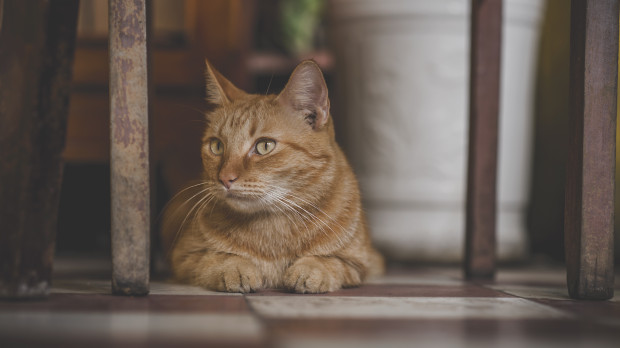 gato
