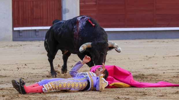 El diestro Ángel Téllez es volteado y cogido por su primer toro, de Juan Pedro Domecq, durante el tercer festejo de la Feria de San Isidro