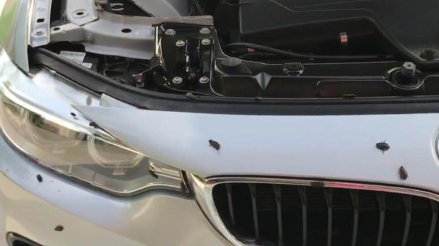 Los coches nuevos son un caramelo para las ratas y los insectos...