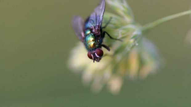 Mosca negra