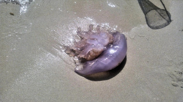 Medusa en una playa