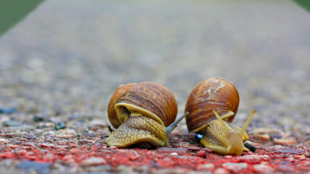 Carrera de caracoles
