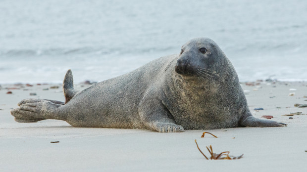 Foto de archivo de un león marino en una playa