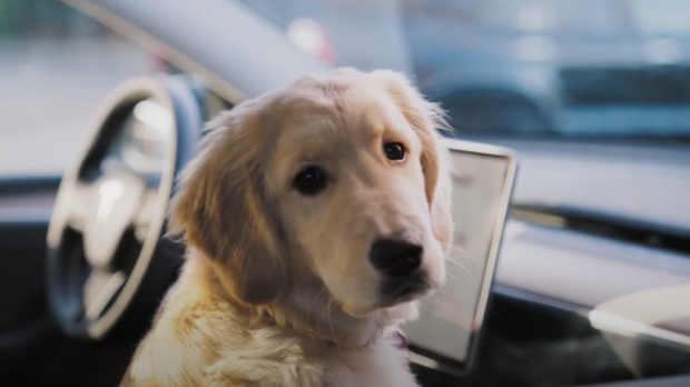 Nadie puede decir que los perros no están cómodos así