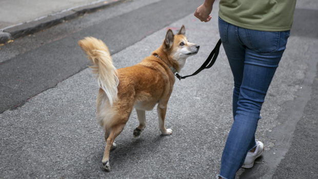 Una persona saca de paseo a su perro