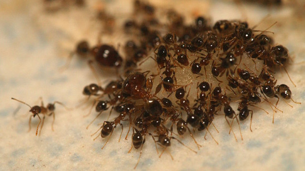 Hormigas cabezonas alimentándose