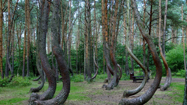 Bosque torcido