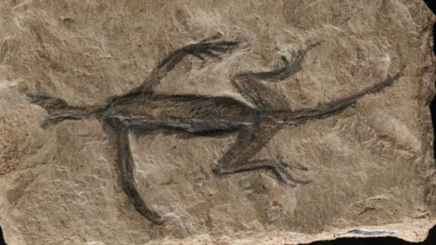 El fósil Tridentinosaurus antiquus