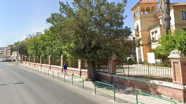 El olmo del Marrubial antes de su trasplante