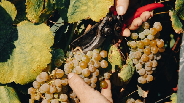 Vid gallega de la D.O Rías Baixas