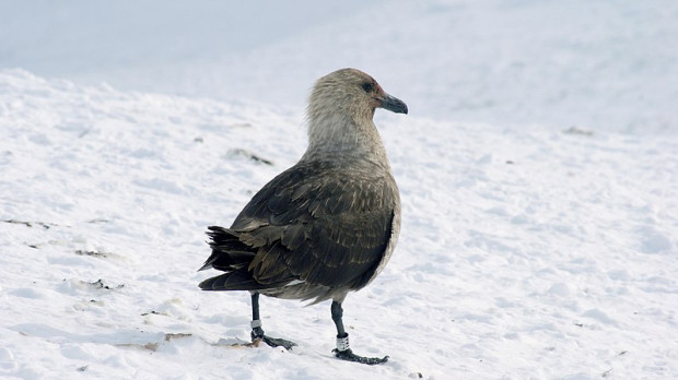 Una skua, el animal del que se han encontrado varios ejemplares muertos por el virus