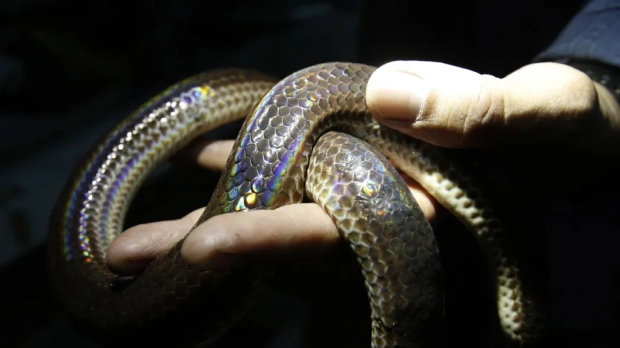 Imagen de una serpiente no venenosa