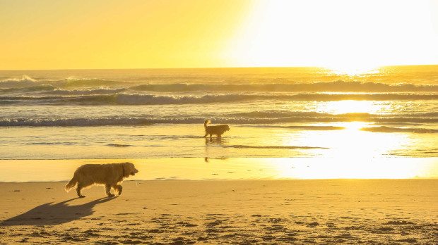 La playa contará con todos los servicios necesarios