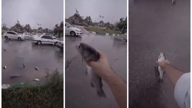 Imágenes de la lluvia de peces en Irán
