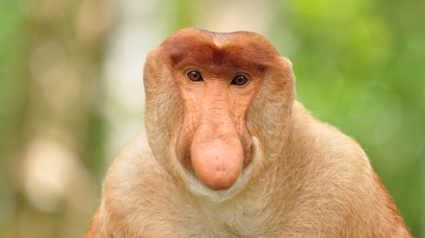 Mono narigudo