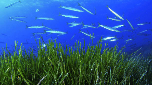 Banco de espetones sobre posidonia en Punta Rasa, Formentera