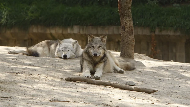 Dos lobos en un zoólogico