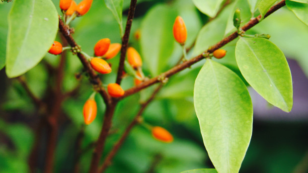 Planta de coca
