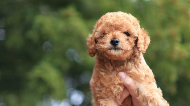 Una cría de caniche