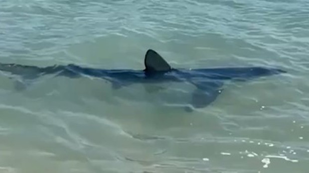 El tiburón nadando en la orilla de la playa de Denia