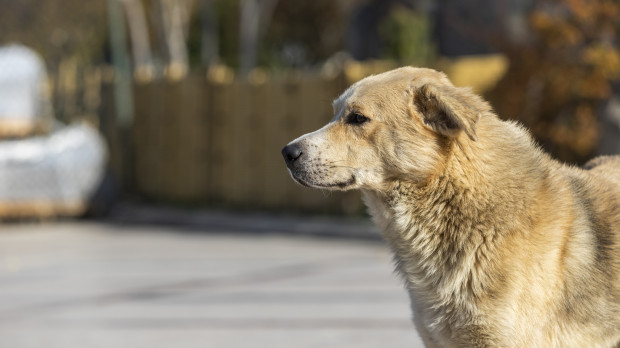 Imagen de archivo de un perro en la calle