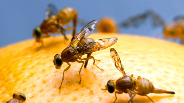 Mosca de la fruta