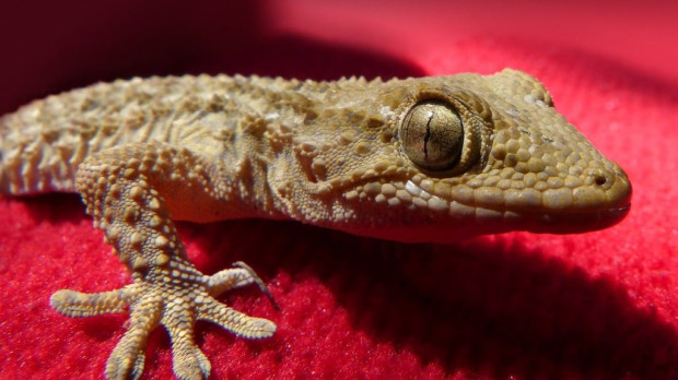 Un gecko