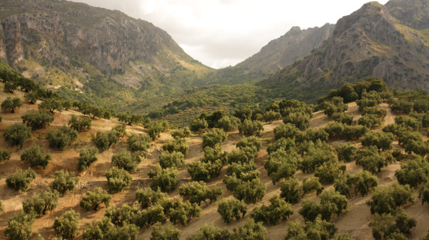 Vista de un olivar en la comarca de la Denominación de Priego de Córdoba