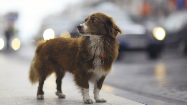 encontrar perros