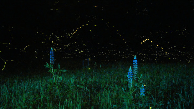 Lupines y luciérnagas