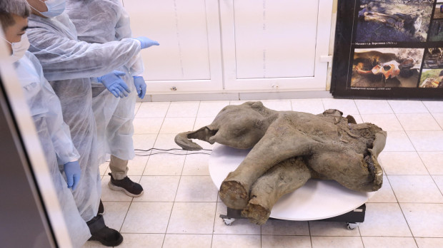 Cadáver de un bebé mamut, cuya edad se estima en más de 50.000 años, durante su presentación en Yakutsk