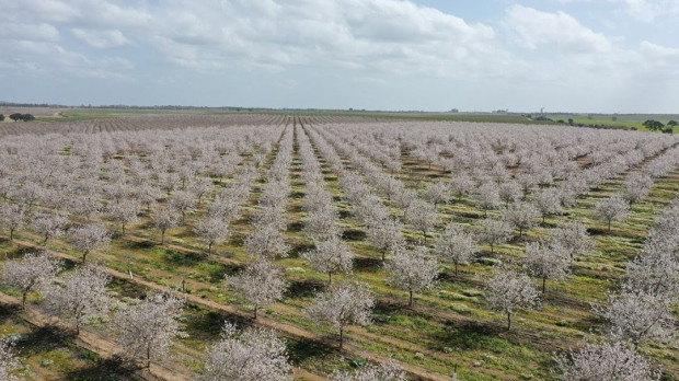Plantación de almendros