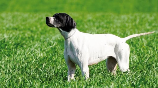 Los perros han mejorado su estatus y han pasado, para muchos, de mascotas a 'perrijos'