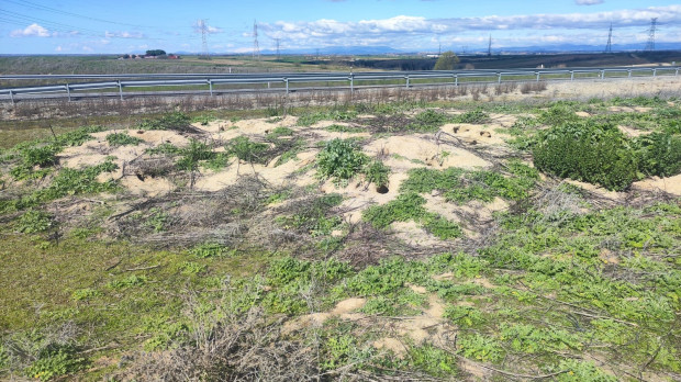 Daños causados por los conejos en las infraestructuras