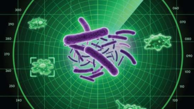 La bacteria fitopatógena Pseudomonas syringae (centro) detecta a sus depredadores amebales con un radar químico y los elimina. REMITIDA / HANDOUT por LUO YU/LEIBNIZ-HKI Fotografía remitida a medios de comunicación exclusivamente para ilustrar la noticia a la que hace referencia la imagen, y citando la procedencia de la imagen en la firma 02/4/2025