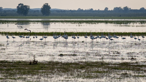 Un grupo de flamencos en la Marisma Gallega de Hinojos (Huelva), ubicada en pleno corazón del Parque de Doñana