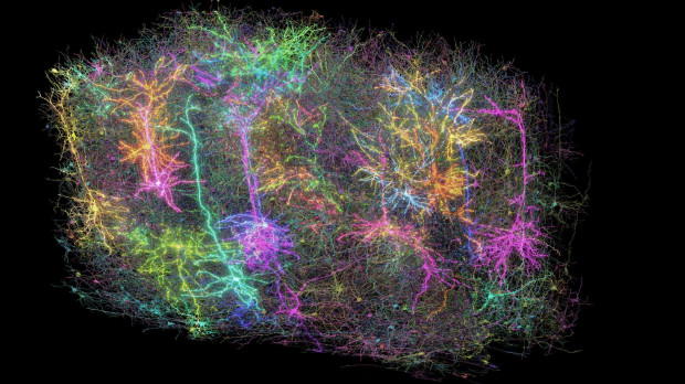Reconstrucción en 3D del trozo de cerebro de ratón