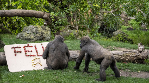 La familia de gorilas de Bioparc Valencia celebra el 6º cumpleaños de Felix
