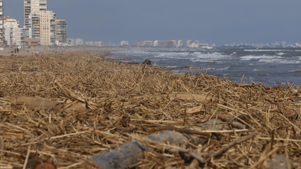 Toneladas de cañas arrastradas hasta la playa de Marianet, en Valencia