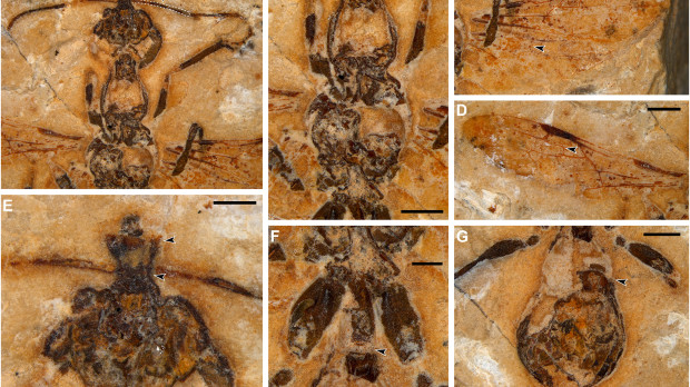 Fotografías que muestran detalles de Vulcanidris cratensis