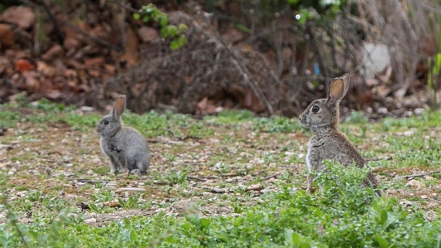 Unos conejos en un parque a las afueras de Zaragoza