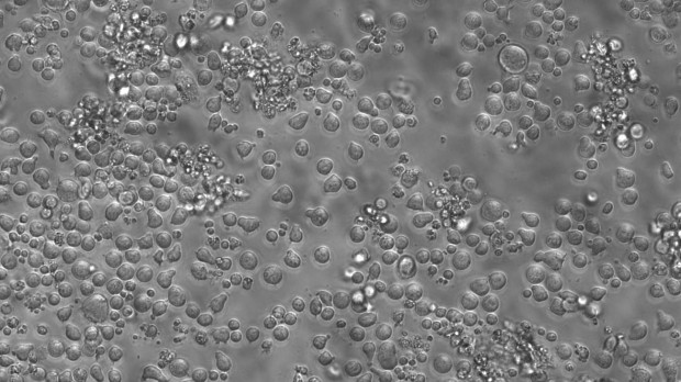 Células madre hematopoyéticas de ratón cultivadas en el día 12, lo que permite estudiar su biología en etapas muy tempranas