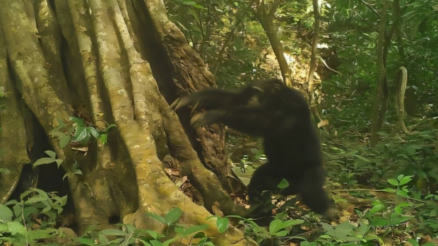 Este chimpancé macho en una reserva natural de Guinea-Bissau acaba de lanzar una piedra, un acto captado por una cámara trampa