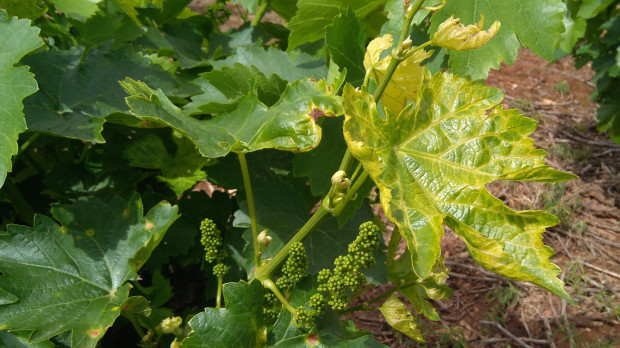 Viñas de la D. O. Bierzo afectadas por el mildiu