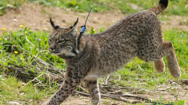 Ejemplar de lince ibérico en libertad