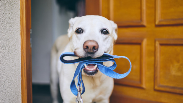 Un perro aguarda a que lo paseen con la correa en la boca